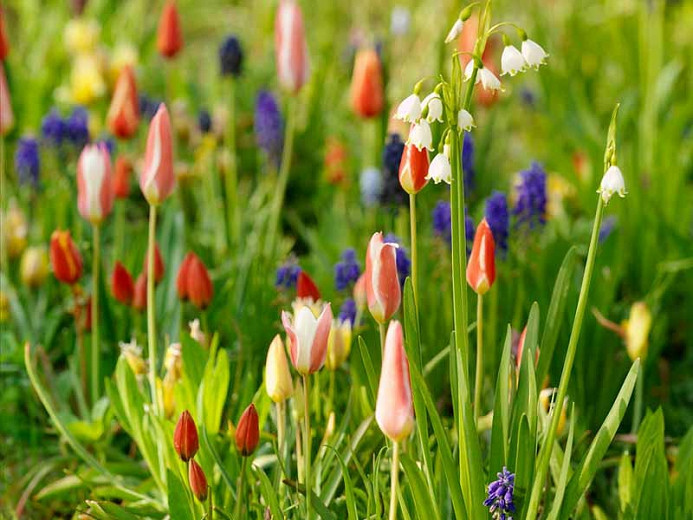 12 Top Performing Spring Bulbs That Come Back Year After Year!